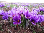 پیش‌بینی برداشت ۳۰ تن زعفران خشک از مزارع تربت حیدریه