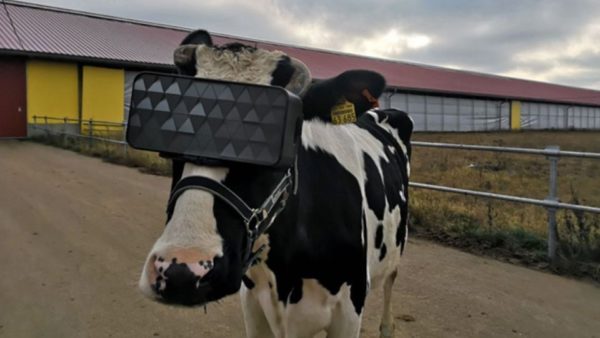 افزایش شیردهی گاوها با هدست واقعیت مجازی!