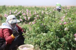 گزارش تصویری/ روزهای پایانی برداشت گل محمدی در گناباد