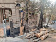 ماجرای کلیپ پخش شده درباره درختان باغ فردوس چه بود؟! / شهرداری : اطلاع رسانی کرده بودیم