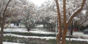 تسویه حساب سیاسی با برف!/نصیری: ۲۴ ساعت در تهران بارش برف داریم