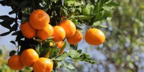 ویدئو / نارنگی‌هایی روی دست مانده