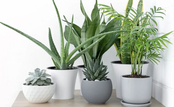 کدام گیاهان خانگی استرس را کاهش میدهند؟