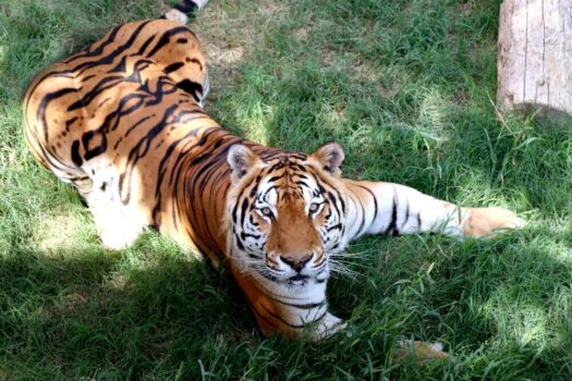 باغ وحش ارم ۱۳ آبان رایگان است