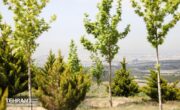 تملک ۲۴ باغ و تبدیل به بوستان در ۳ سال اخیر/ طرح ۵۰ هزار هکتاری کمربند سبز تهران ۱۵ اسفند پایان می‌یابد