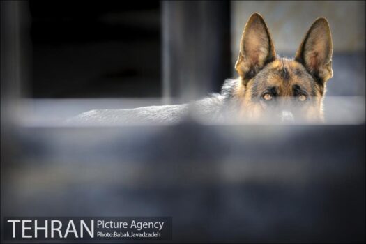 افزایش اکیپ‌های جمع آوری سگ‌های بلاصاحب پایتخت در فصل سرما