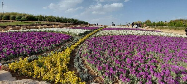 باغ گلها مهرماه و همزمان با جشنواره گلهای داوودی افتتاح میشود