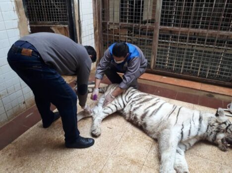 تلف شدن ببر باغ وحش ارم در اثر نزاع با ببر نر