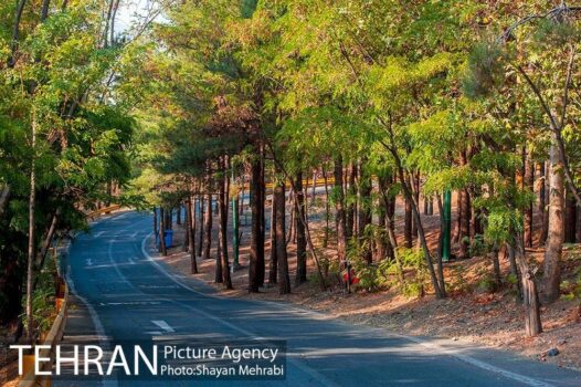 کاشت ۲۰ هزار اصله درخت در بوستان چیتگر تا نوروز ۱۴۰۴
